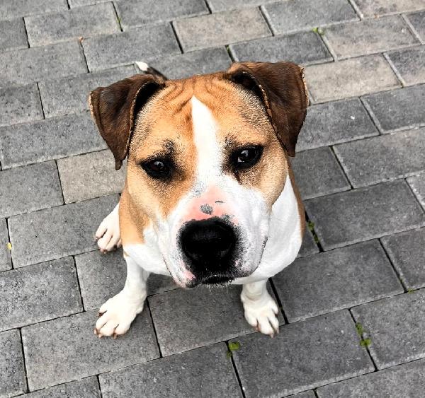 Gold Bellissimo Amstaff
